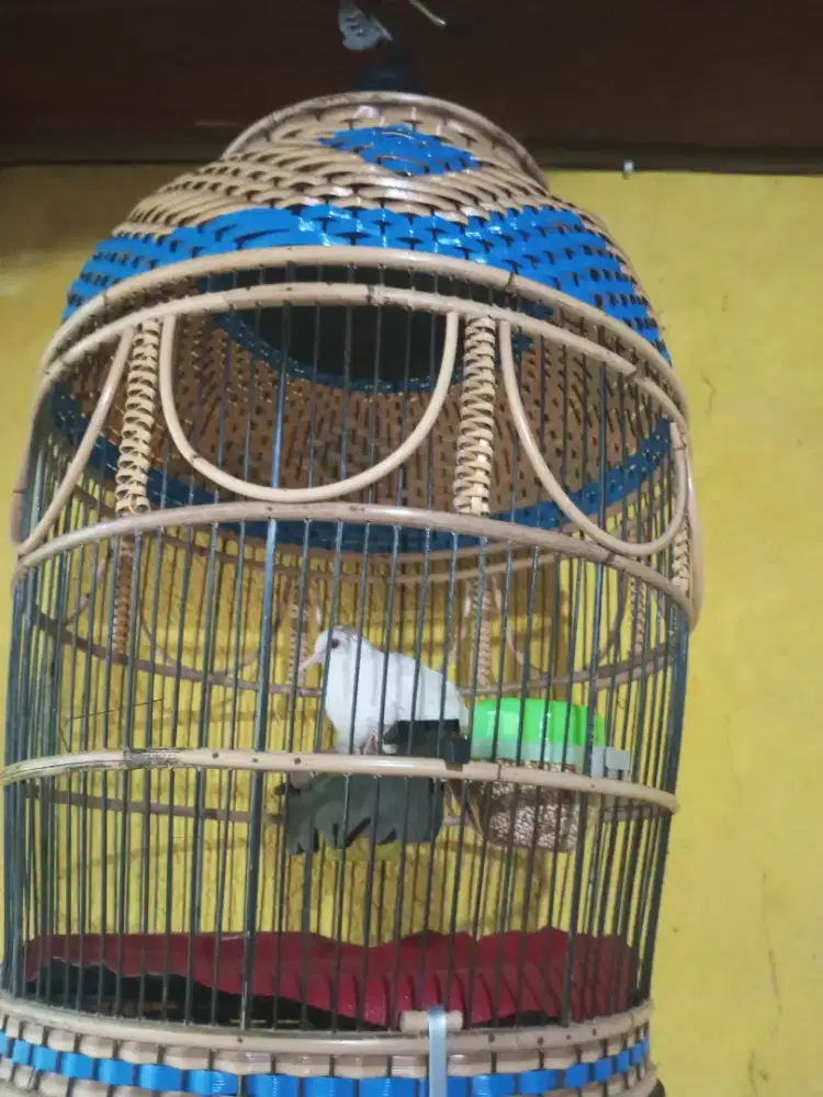 Burung Perkutut Putih Jantan