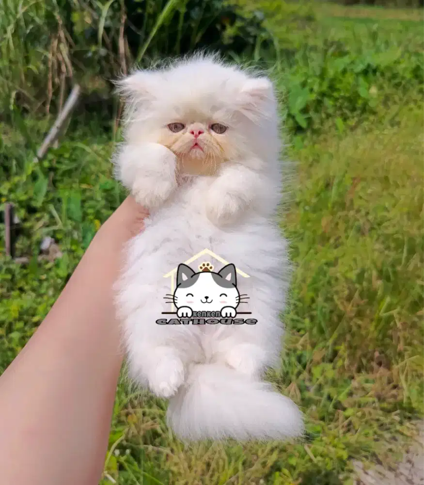 Kucing kitten peaknose lucu gemoy