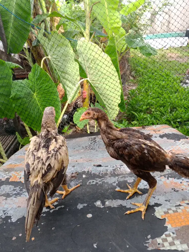 Jual ayam ekor lidi ori