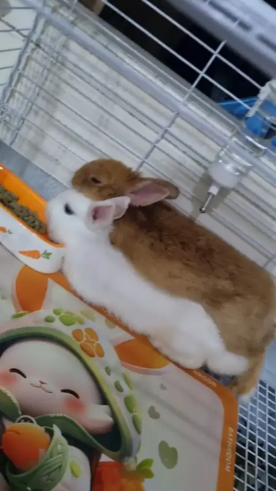 Kelinci ND. Lucu bersih sehat dan terawat. Usia 6bulan siap ternak