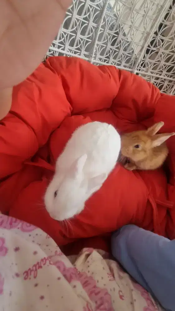 Kelinci ND. Lucu bersih sehat dan terawat. Usia 6bulan siap ternak