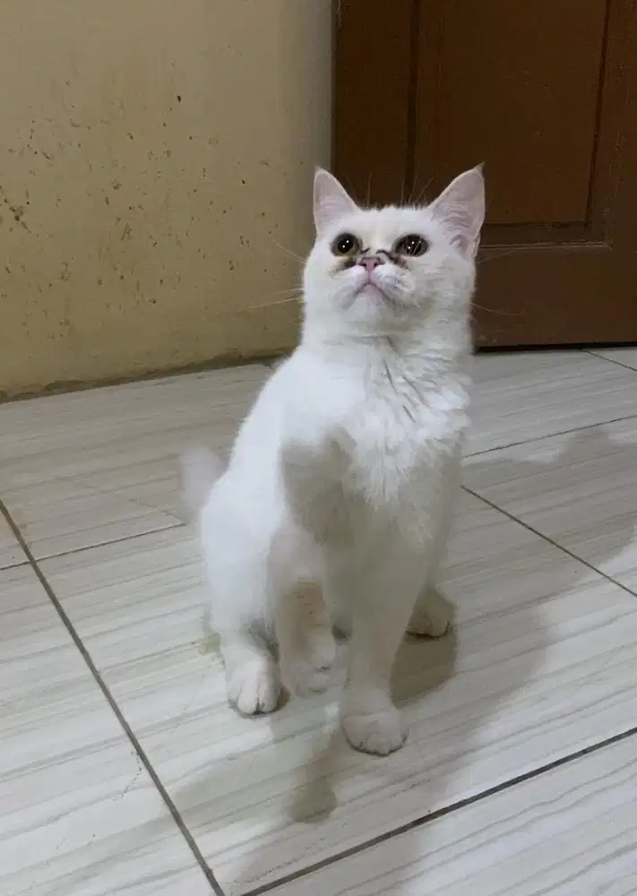 Kucing scottish straight indukan hamil murah