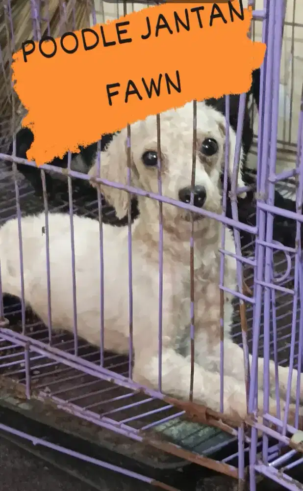 Toy Poodle poodel poodle kriwil