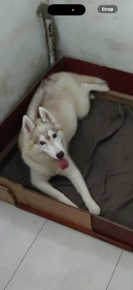 syberian husky dewasa