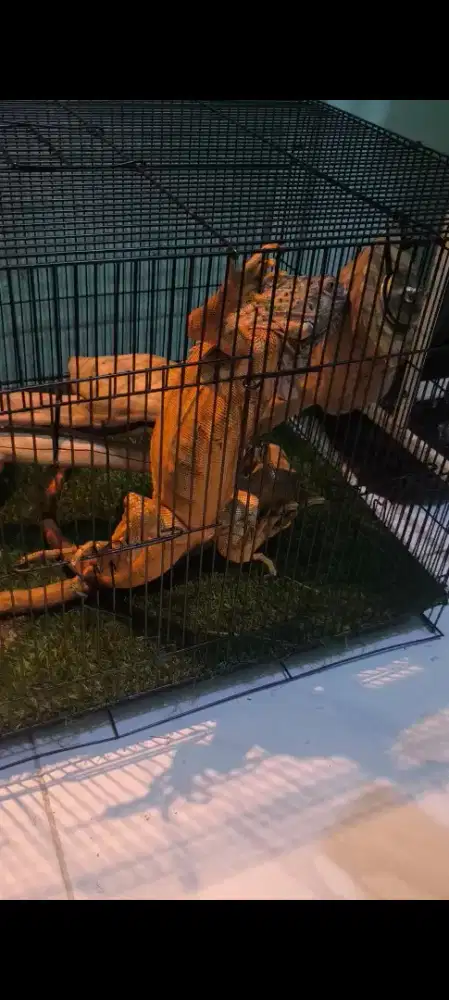 hewan iguana red & green