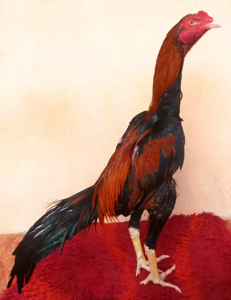 Ayam Line Bk Clasik, Umur 6 Bulan, Ukuran 4,Tulang Kasar + Mewah