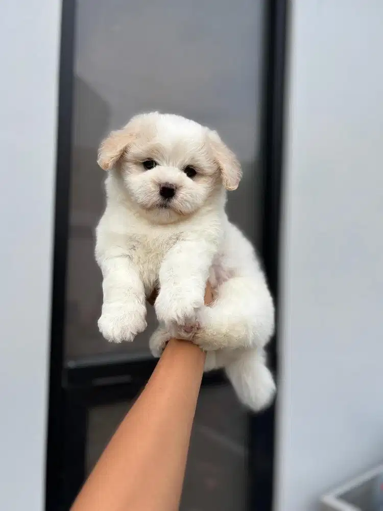 maltese jantan non stb