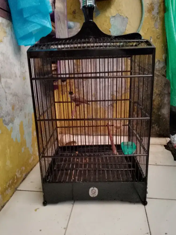 Kutilang fullset kandang ebod nomor 2