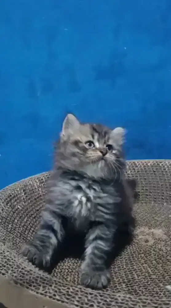 Ready kitten Persia jantan