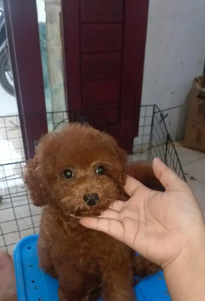 RED TOY POODLE JANTAN 3 BULAN