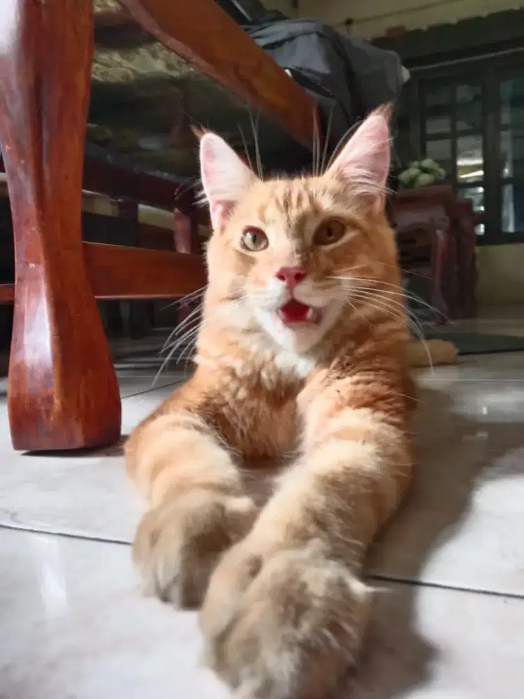 kucing mainecoon jantan
