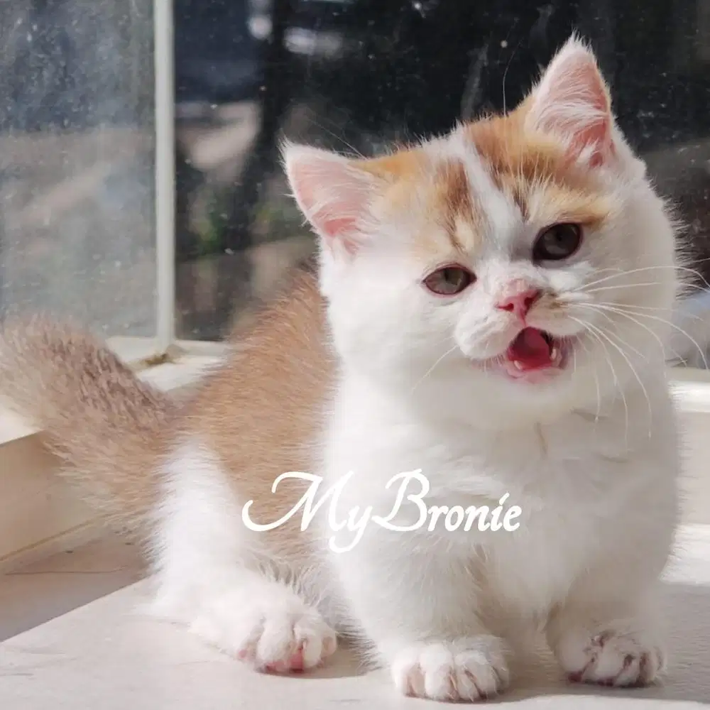 Kucing munchkin british betina anakan import