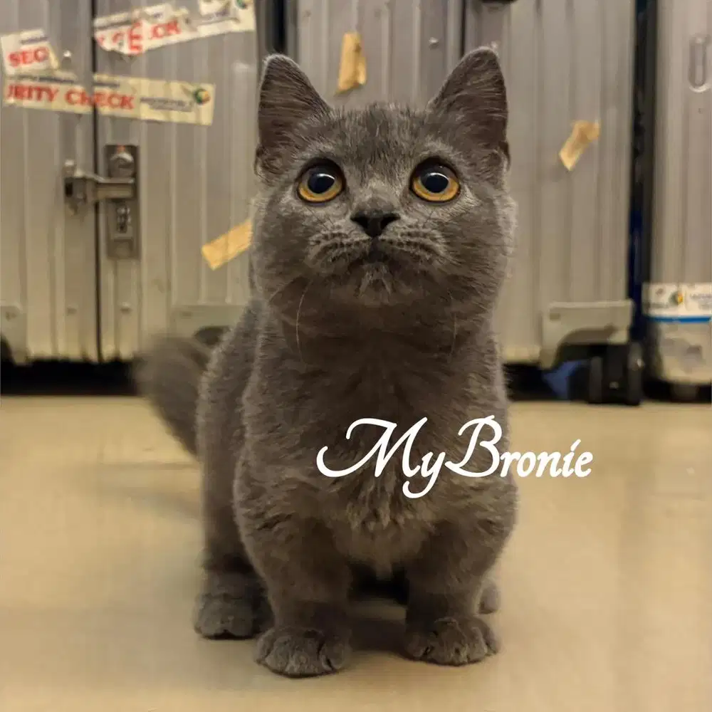 Kucing munchkin british shorthair 4 bulan