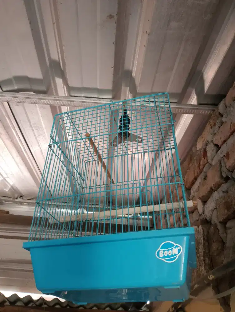 Sangkar burcil kondisi masih bagus