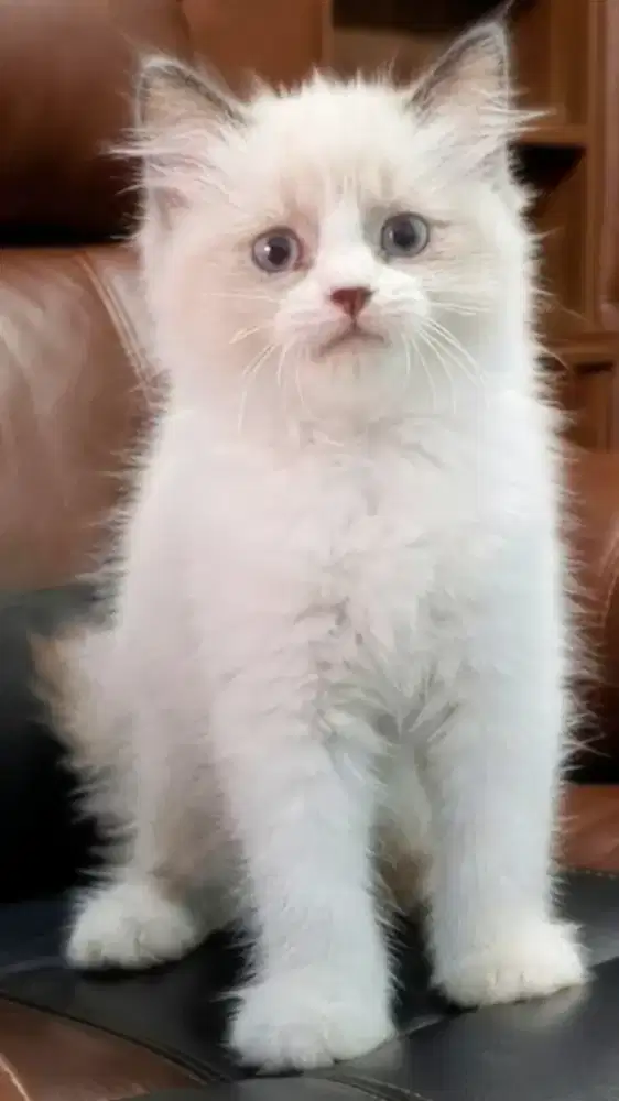 Ragdoll jantan simetris