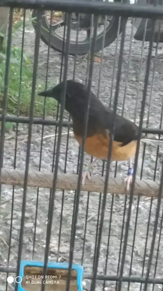 Murai batu trotol jantan doble ring