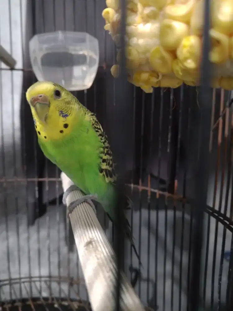 Burung parkit hijau warna