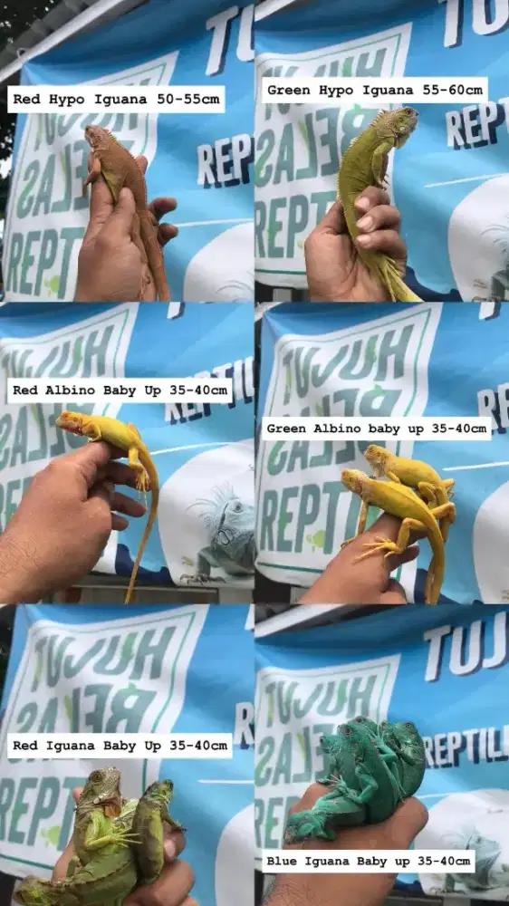 Red, blue, kuning, redbino, green hypo, red hypo