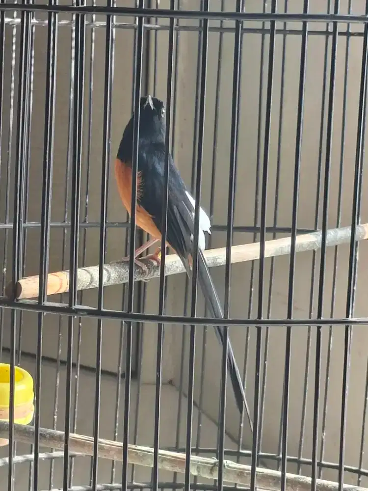 Murai medan Pastol Body big tidak jinak