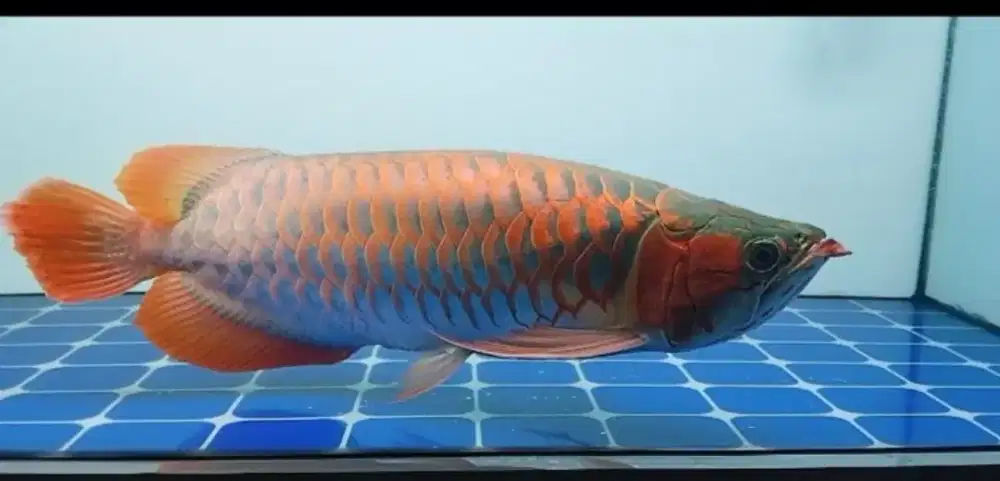 Arwana super red