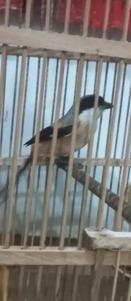 Jual burung pentet jantan