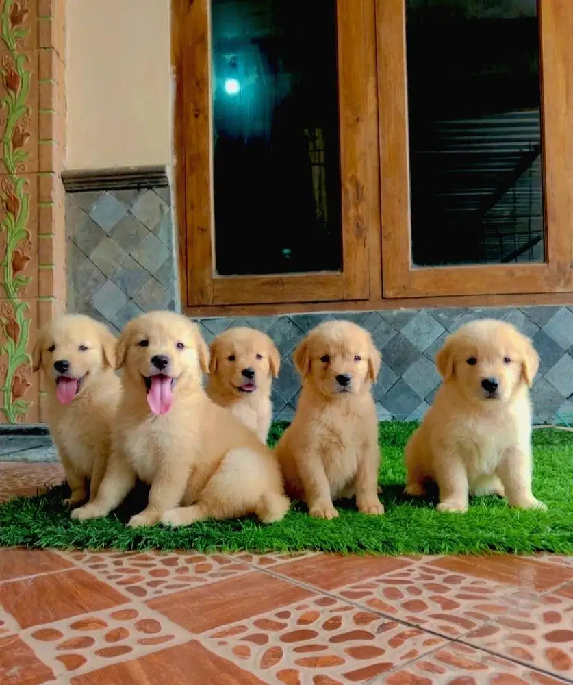 Anak Anjing Golden Retriever