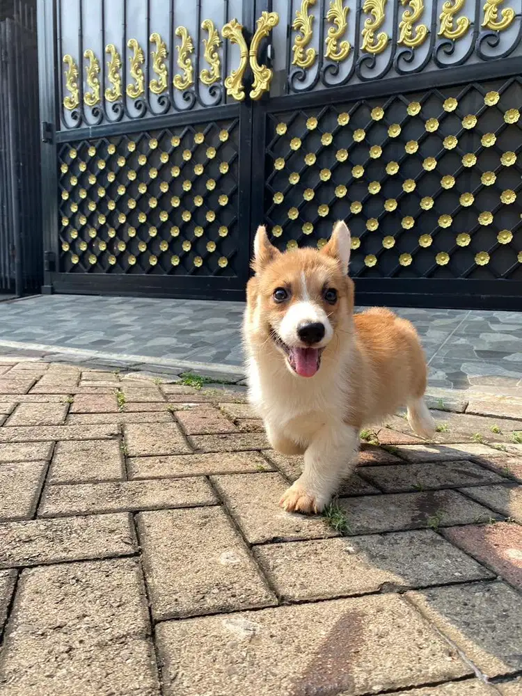 Dijual corgi betina 3 bulan stambum vaksin