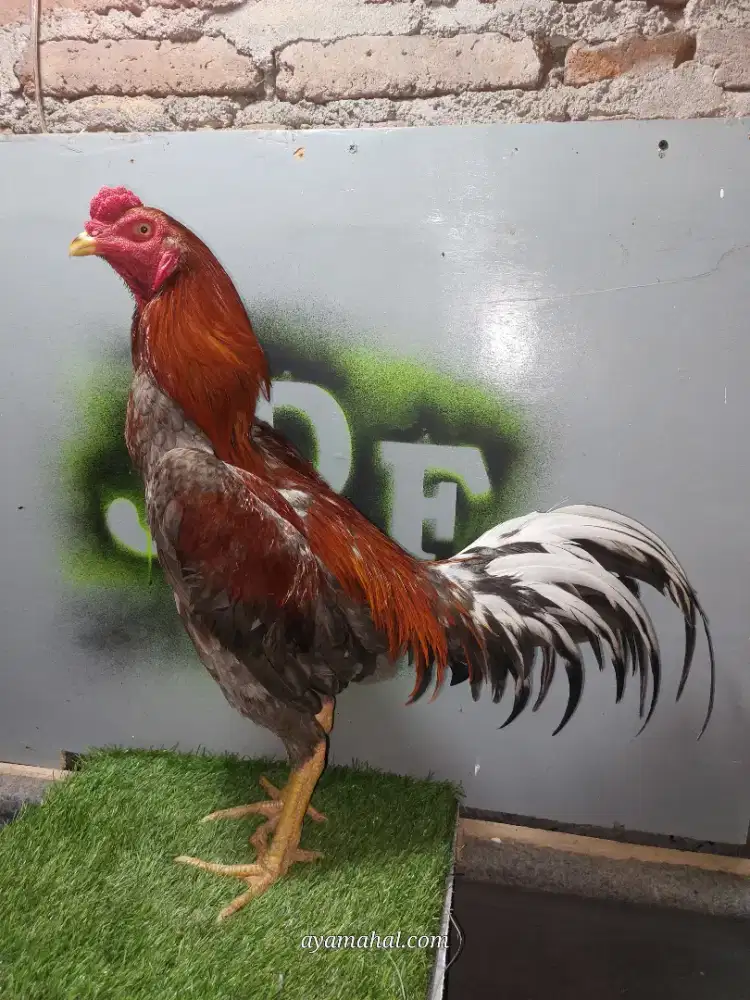 Aham bangkok jogjakarta