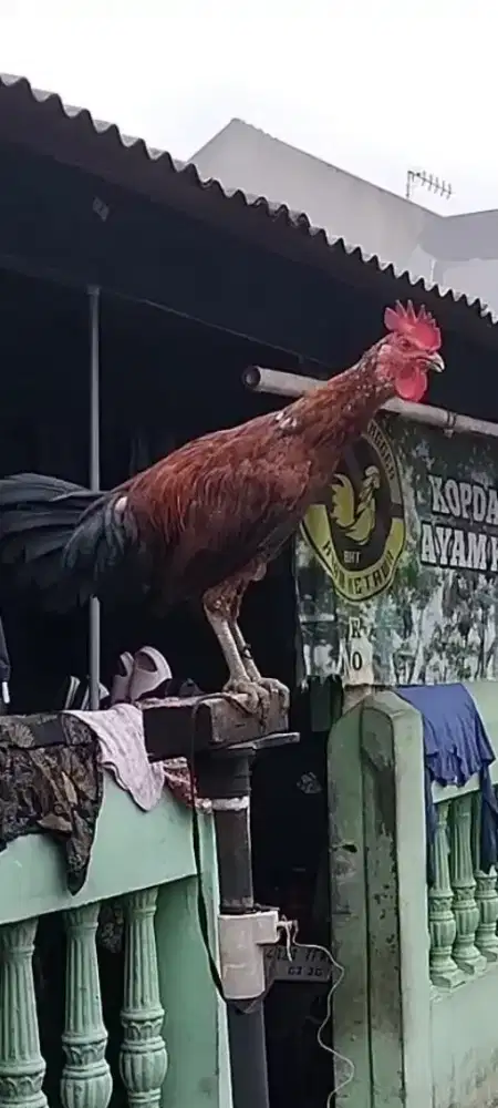 Remaja ayam ketawa TRAH durasi