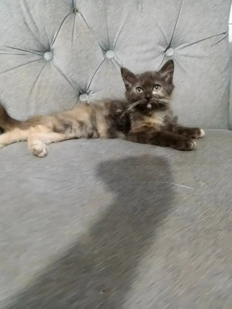 Kucing Persia Calico