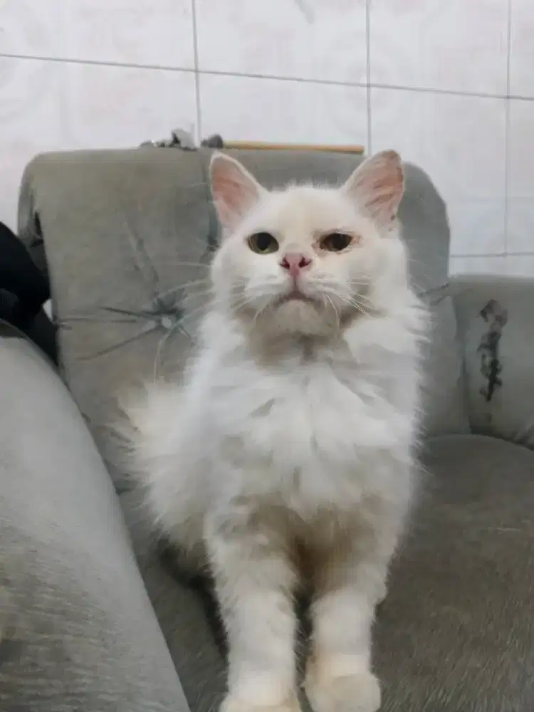 Kucing Persia Snow White