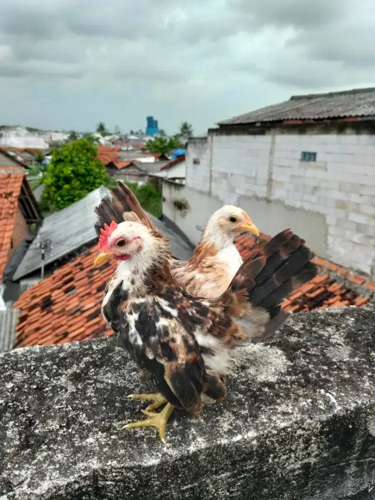 Ayam Serama ori sepasang usia 2 bulan an