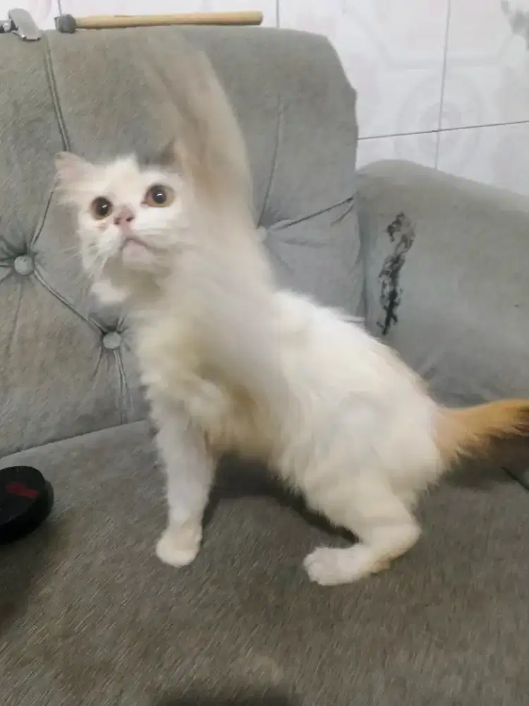 Kucing Persia Calico