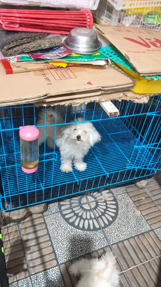 tiny bichon usia 6 bln