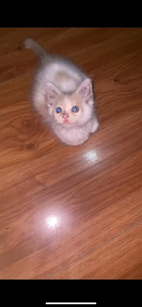 Kittem mixdome betina