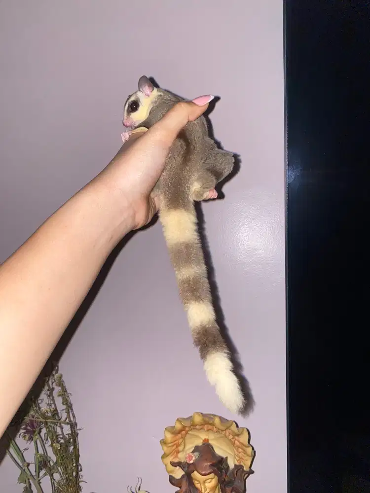 sugar glider ringtail mozaik male jantan