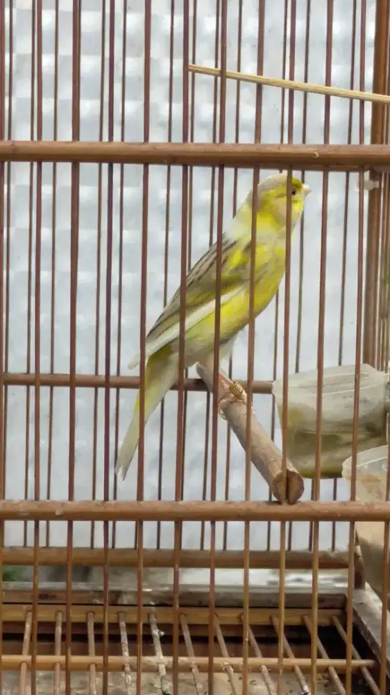 Burung kenari AFsf betina siapan