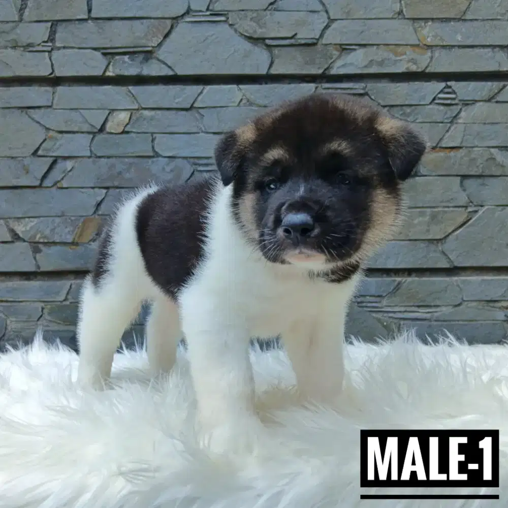 American Akita big bone