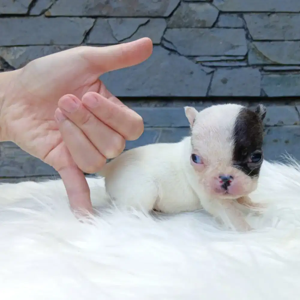 French Bulldog supermini