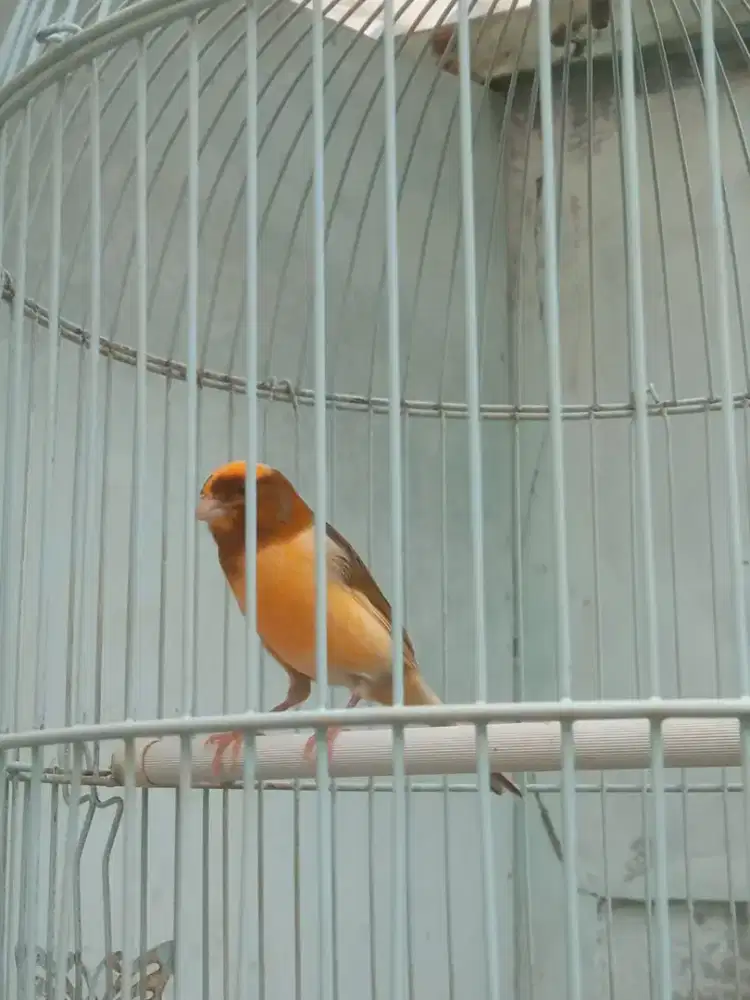 Burung Kenari Loper Gacor