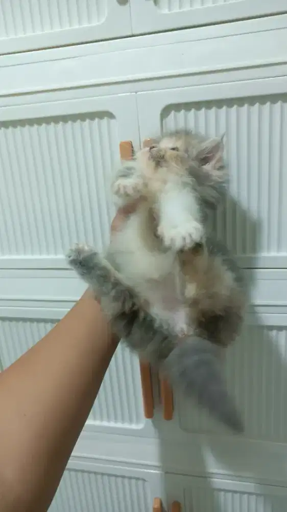 KUCING BETINA CALICO BULU KAPAS