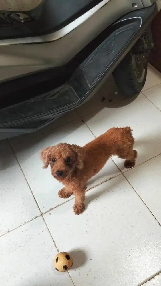 Toy poodle stb sepasang