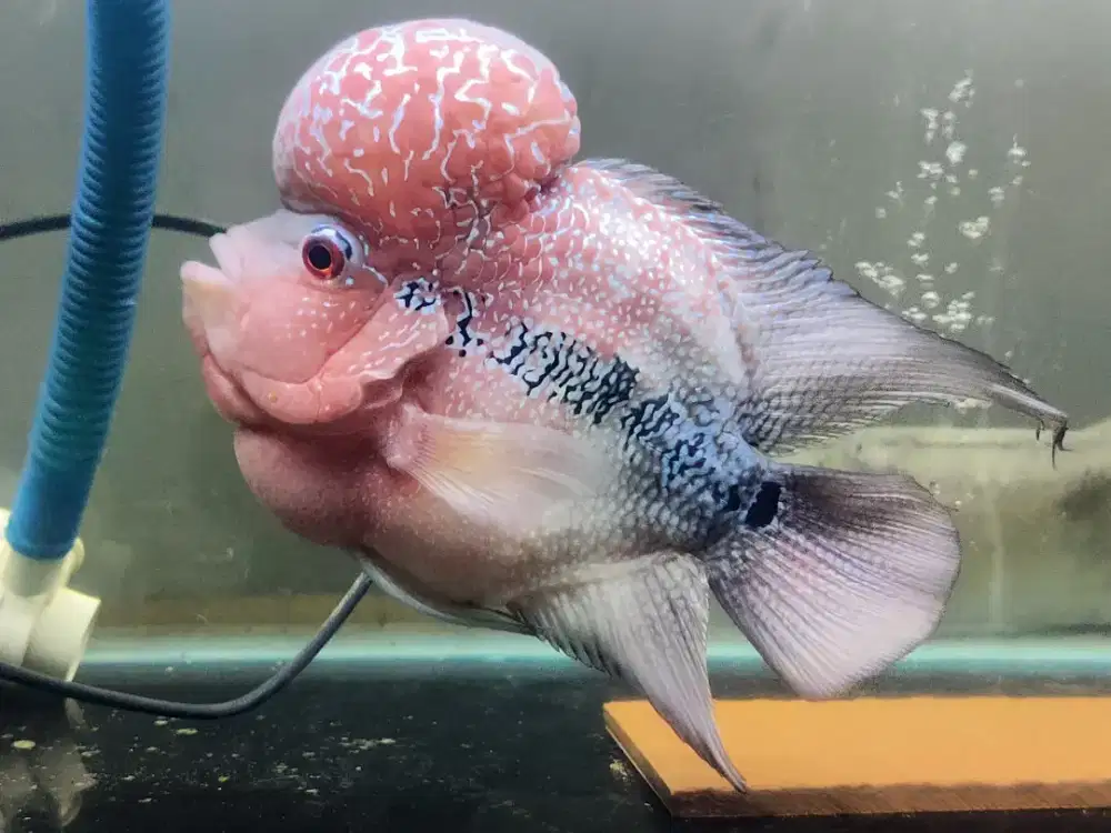 Louhan SRD Black Tail ori Thailand