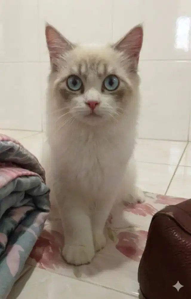 Ragdoll jantan 4 bulan