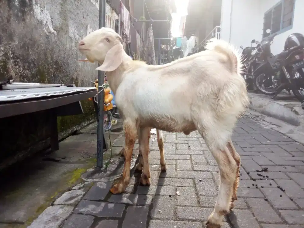 jual kambing murah surabaya