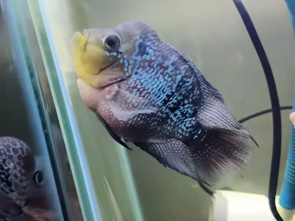 Louhan Female Kamfa F3 mata putih