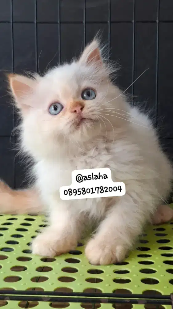 Anak kucing himalaya /kitten persia flatnose /kucing himalaya jantan