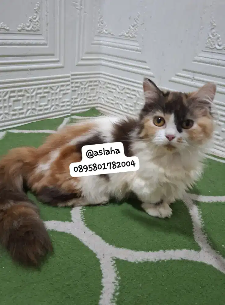 Kucing cebol betina/kucing munchkin /kitten munchkinl betina
