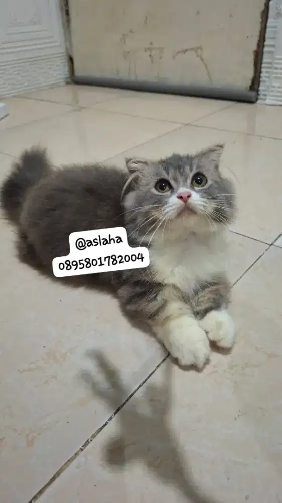 Kucing cebol/kitten munchkin gealic fold jantan/kucing munchkin jantan