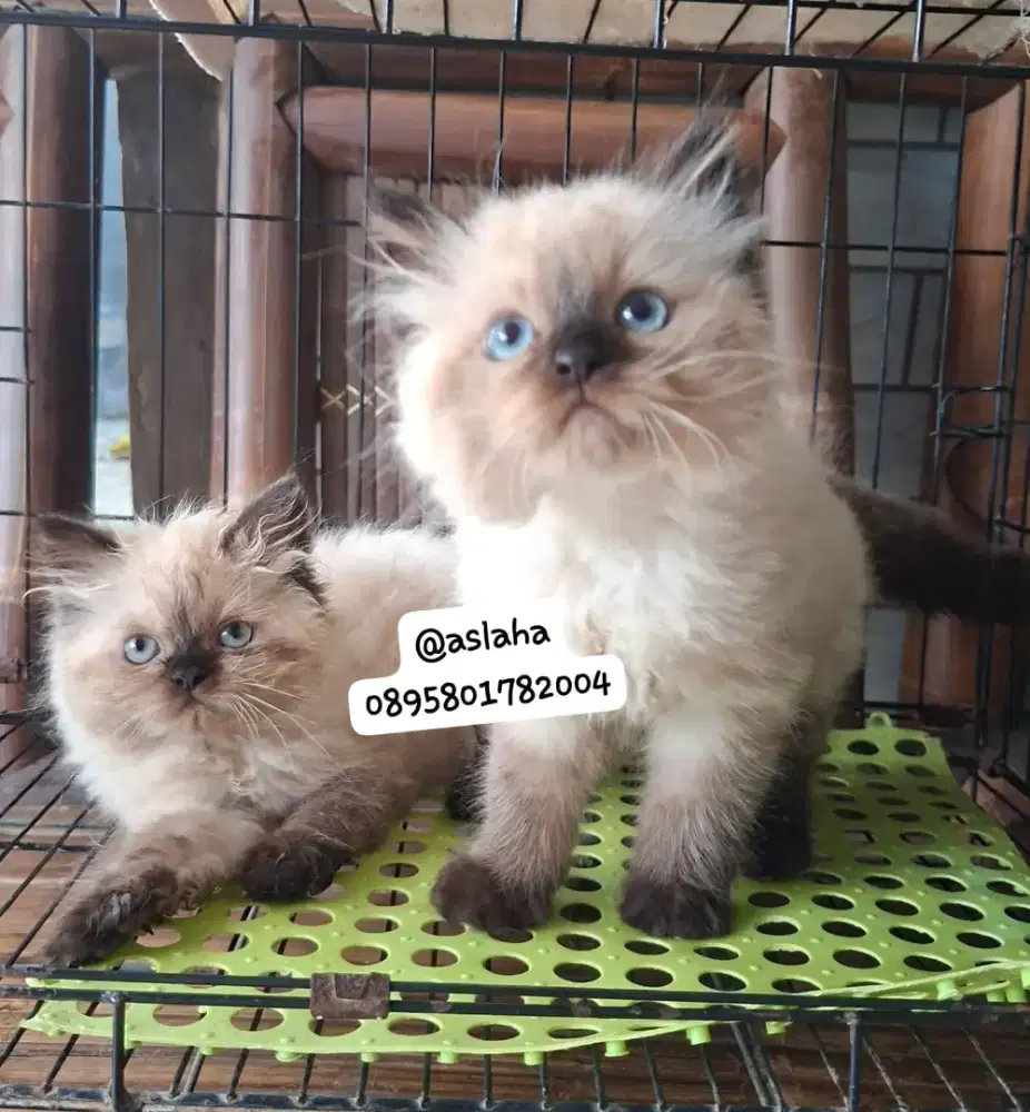 Kucing himalaya cemong /kitten ragdol betina /kucing ragdol himalaya